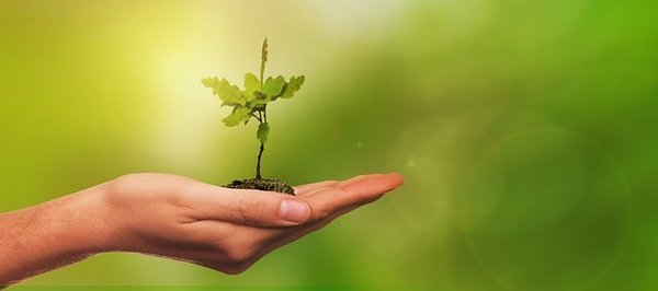 Comment intégrer l'éducation à l'environnement dans votre programme scolaire ?
